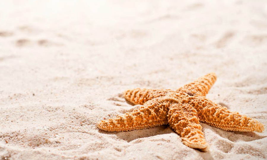 Starfish